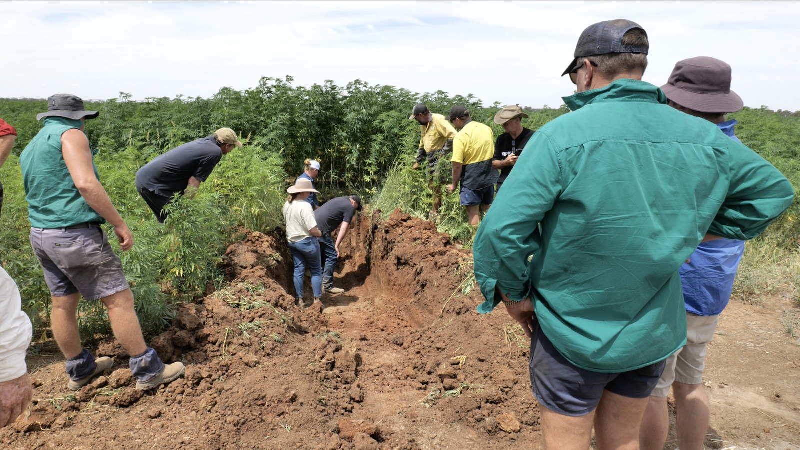 Field day: people in a soil pit under industrial hemp, Bruce MacDonald farm, February 2025. CCS documented this pit; CCS does not operate the farm.